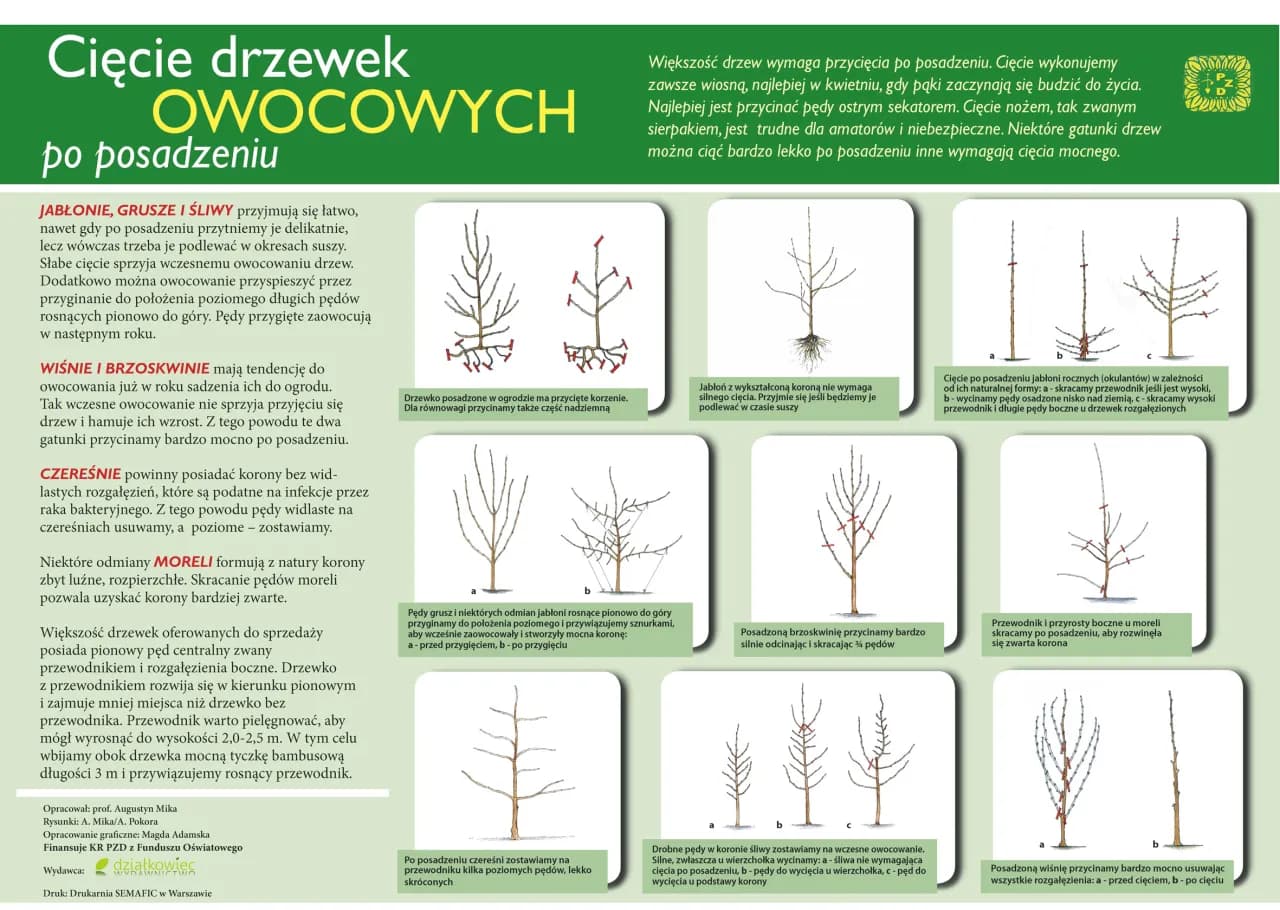 Kiedy można wycinać drzewa? - Porady i informacje