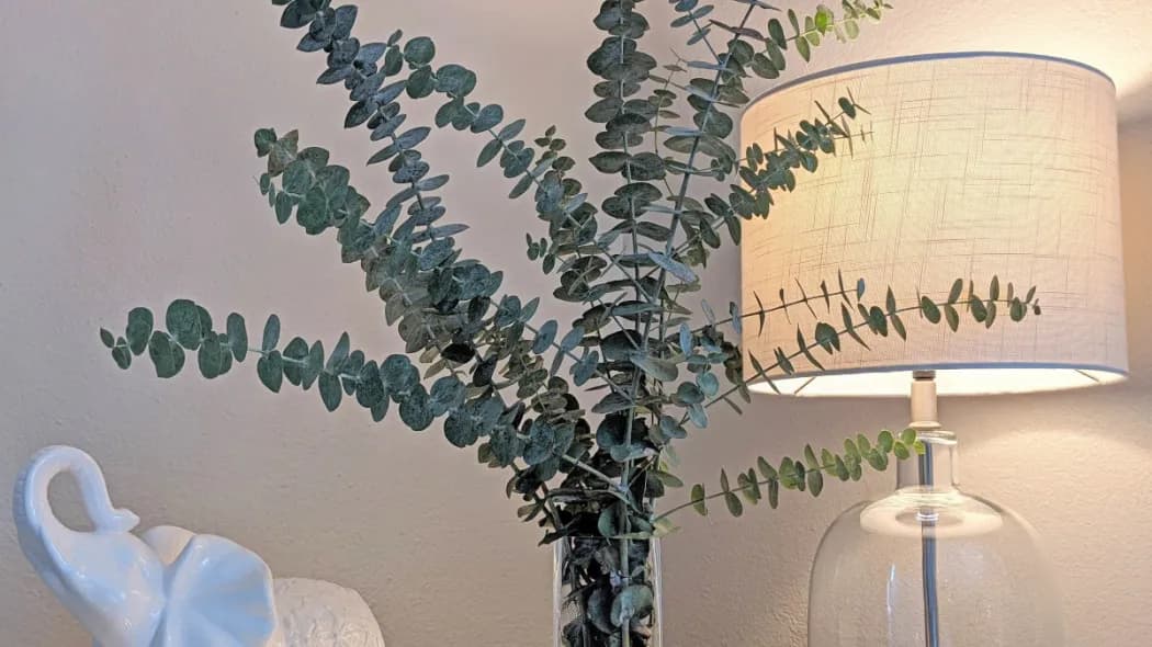 Gałązki eukaliptusa: Zastosowanie i pielęgnacja w domu