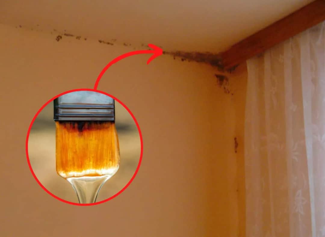 Skuteczne domowe sposoby na usunięcie grzyba ze ścian bez chemii