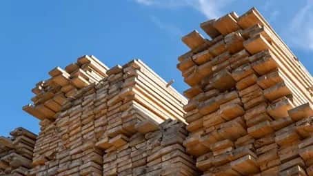 Tarcica sosnowa – jaka jest jej charakterystyka?