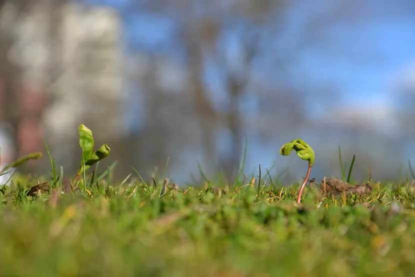 Ile czasu kiełkuje trawa? Co wpływa na jej tempo wzrostu?